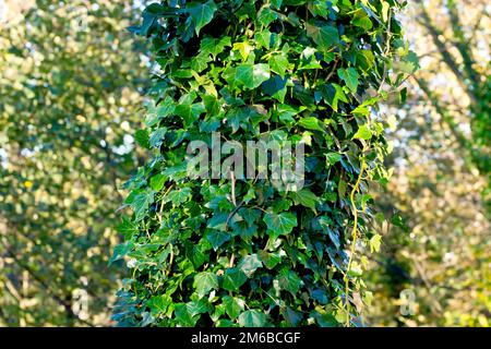 Ivy (hedera Helix), gros plan montrant l'arbuste d'escalade commun qui enveloppe le tronc d'un grand arbre. Banque D'Images