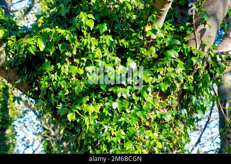 Ivy (hedera Helix), gros plan montrant l'arbuste commun d'escalade qui entoure un grand arbre. Banque D'Images