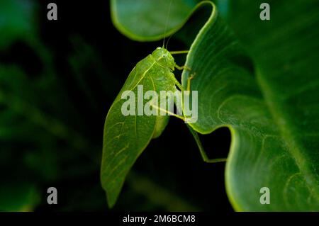 Sauterelle Katydid verte sur une feuille vert foncé. Banque D'Images