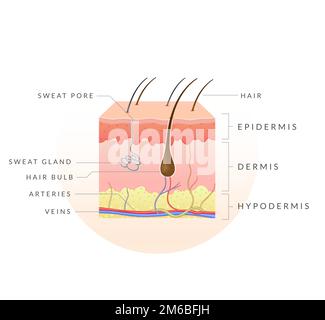 Anatomie de la peau - Illustration de stock comme fichier EPS 10 Illustration de Vecteur