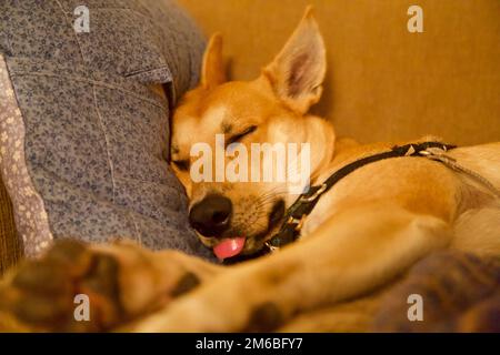chien, chien sur canapé, chien endormi Banque D'Images