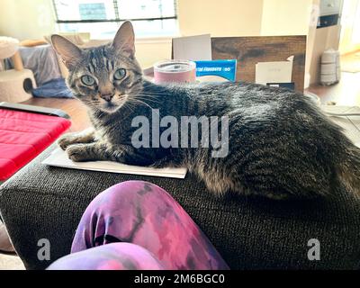 Morphy le chat tabby Banque D'Images