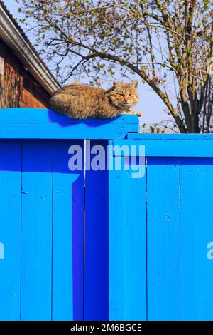 Chat rouge assis sur la barrière bleue Banque D'Images