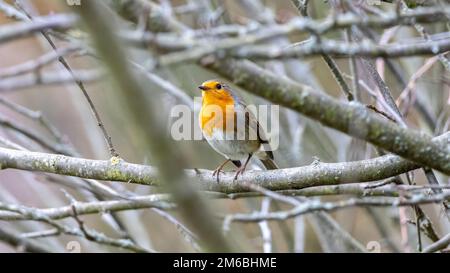 Rotkehlchen im Baum / Robin dans un arbre Banque D'Images