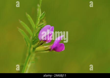 Vesce commune (Vicia sativa) Banque D'Images