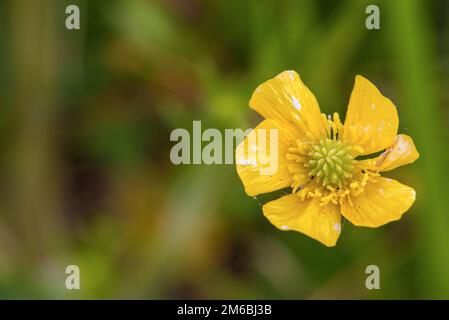 St. Le Turnip d'Anthony (Ranunculus bulbosus) Banque D'Images