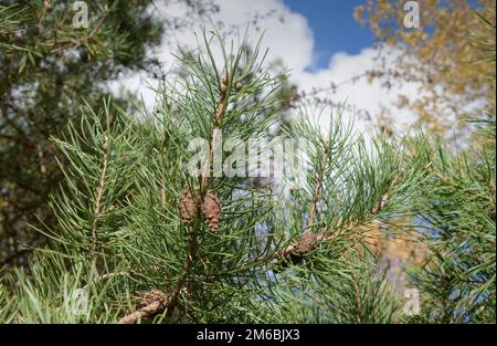 Scotch Pine fruit et branches gros plan avec ciel Banque D'Images