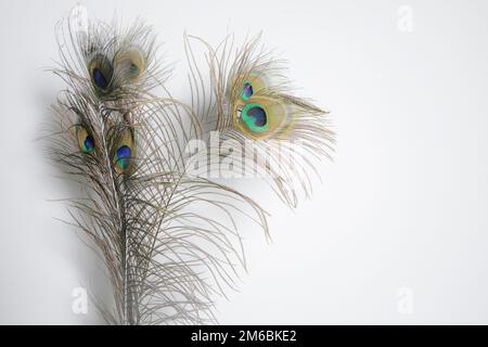 Peacock feather isolated on white Banque D'Images