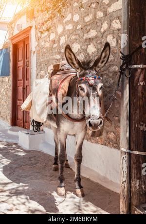 Âne à l'île d'Hydra, Grèce. Banque D'Images