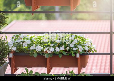 Fleurs sur le balcon. Des fleurs sont suspendues dans des pots. Le concept de jardinage et de floriculture. Sur la rambarde du balcon pendent beau lumineux Banque D'Images