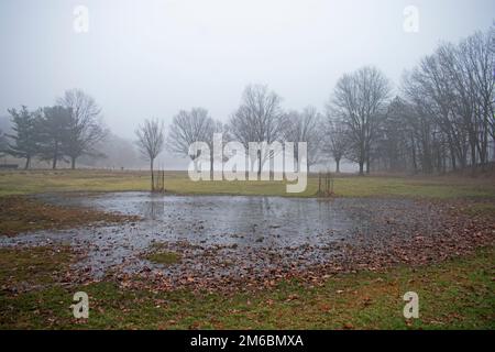 Arbres de chêne barren sur un matin brumeux, avec leurs réflexions visibles dans une grande flaque au premier plan -03 Banque D'Images