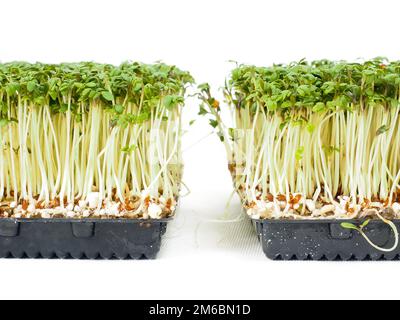 Plantes de cresson poussant dans un petit plateau noir Banque D'Images