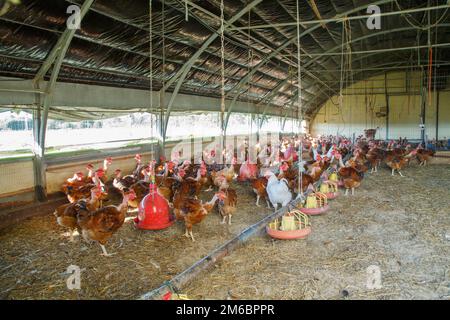 Élevage de poulet au capon biologique dans leurs abris Banque D'Images