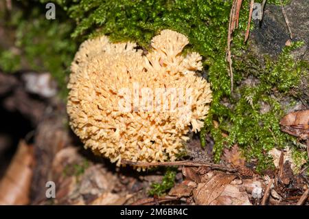 Champignon de corail rose, Ramaria formosa, Catalogne, Espagne Banque D'Images