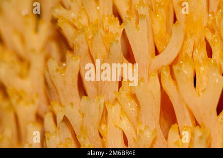 Détail, champignon de corail rose, Ramaria formosa, Catalogne, Espagne Banque D'Images