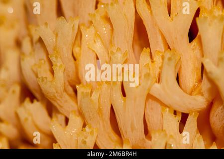 Détail, champignon de corail rose, Ramaria formosa, Catalogne, Espagne Banque D'Images