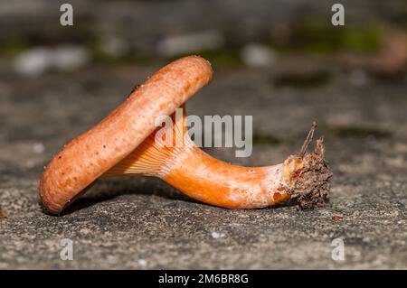 Champignon de pin rouge, Lactarius deliciosus, sur une pierre, semblable à Sanguifluus et Deterrimus, Catalogne, Espagne Banque D'Images