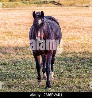 Un cheval Banque D'Images