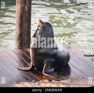 Fier lion de mer sur une palette de bois Banque D'Images