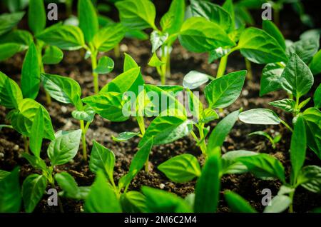 Gros plan germination des jeunes graines et plante qui pousse avec de l'eau de pluie au-dessus de vert et de soleil du matin environnement Banque D'Images