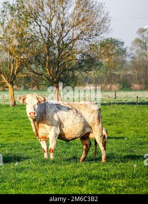 Une vache d'Aquitaine blonde dans un pré vert naturel Banque D'Images