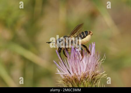 Gros plan naturel sur une femelle à orned Woodborer solitaire be, Lithurus cornutus sur une fleur de chardon violet Banque D'Images