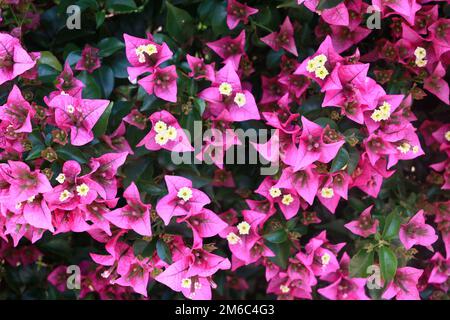 Fleurs roses Begonvil sur Kemer Street Banque D'Images