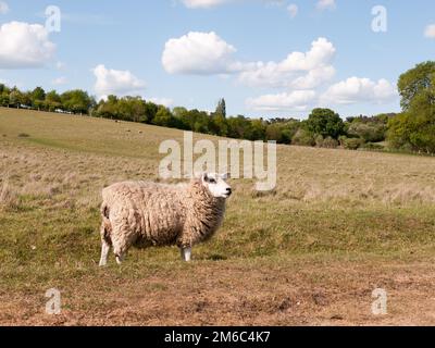 Un mouton se reposant dans le champ à l'extérieur du royaume-uni de près dans l'essex du pays constable du royaume-uni blanc et doux regardant est venu Banque D'Images