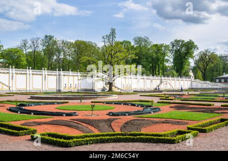 Vieux Chêne au printemps le parc Kadriorg, Tallinn, Estonie Banque D'Images