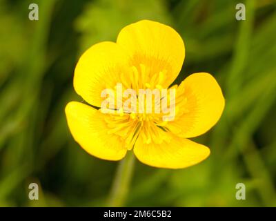 Gros plan macro d'une magnifique coupe de beurre de printemps entièrement ouverte avec un fond d'herbe verte Ranunculus Banque D'Images