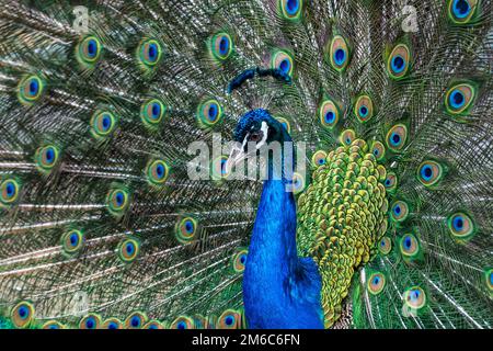 Peacock avec plumes multicolores. Monde animal sauvage. Banque D'Images