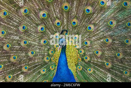 Monde animal sauvage. Peacock avec queue colorée. Banque D'Images