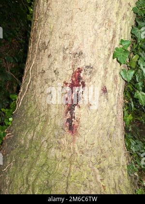 Une marque rouge de sève s'est déposée sur l'écorce latérale de l'arbre Banque D'Images