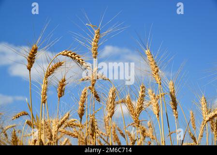 Épis de blé mûr contre ciel bleu. Juillet Banque D'Images