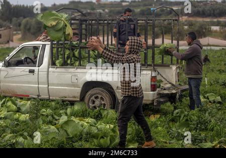Gaza, Palestine. 03rd janvier 2023. Les agriculteurs palestiniens récoltent du chou à Beit Lahia, dans le nord de la bande de Gaza. (Photo de Mahmoud Issa/SOPA Images/Sipa USA) crédit: SIPA USA/Alay Live News Banque D'Images