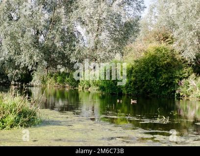 Une autre pallard femelle nageant avec ses deux chatouilles sur une rivière le jour de l'été Banque D'Images