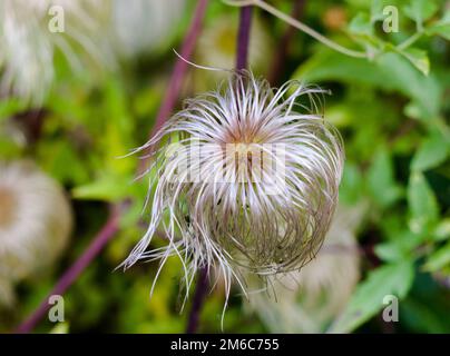 Brins en spirale de tête de mer d'un Pasqueflower alpin Banque D'Images