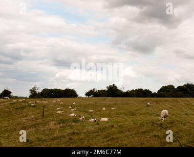 Moutons britanniques pâturage dans un champ de prairie à l'extérieur du pays Banque D'Images