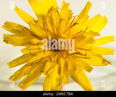 La fleur de pissenlit jaune se dirige vers le haut de près sur fond blanc Taraxacum officinale gouttes de rosée de l'eau Banque D'Images