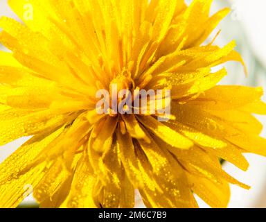 La fleur de pissenlit jaune se dirige vers le haut de près sur fond blanc Taraxacum officinale gouttes de rosée de l'eau Banque D'Images