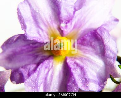 Violet petite jolie fleur avec jaune centre vers le haut proche eau gouttelettes de rosée fond blanc Banque D'Images