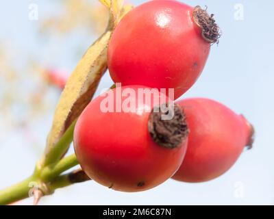 Gros plan sur les hanches roses rouge mûr rosa canina Banque D'Images