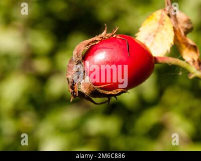 Unique grand rouge luxuriant mûr rouge sauvage rose hanche rosa canina Banque D'Images