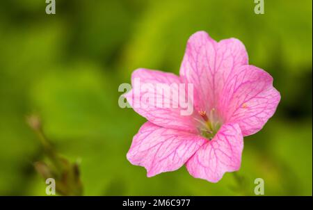 Fleur rose colorée. avec un fond de parc vert. Banque D'Images
