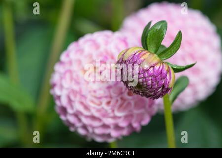 Beautiful white Dahlia flower close-up photo. white Pompom Dahlia in Birmingham botanical gardens Stock Photo