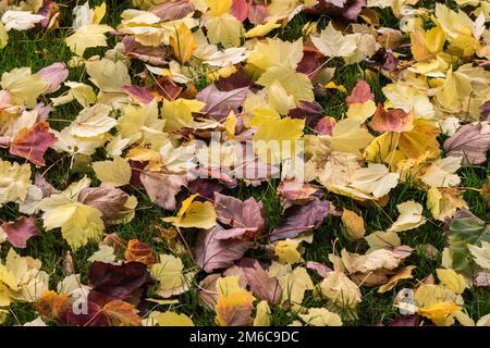 Pelouse d'automne avec les feuilles tombées sur fond d'herbe. Banque D'Images
