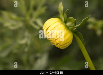 Closed Dahlia flower bud. Stock Photo