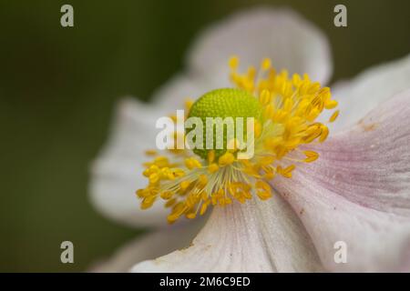 Extreme close up d'une étamine de fleurs colorées et de la stigmatisation. Banque D'Images