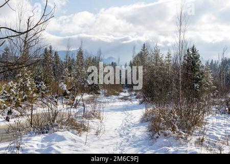 Sentier naturel couvert de neige à travers la Moor Premer avec les Alpes d'Ammergau en arrière-plan. Prem, Weilheim-Schongau, haute-Bavière, Bavière, Allemagne Banque D'Images