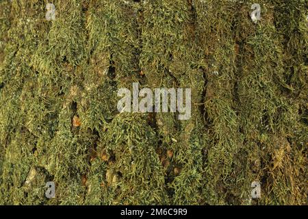 Texture d'un arbre forestier recouvert de mousse et de gruaux de coléoptères Banque D'Images